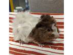 Adopt LIGHTNING CLOUD a Guinea Pig small animal in Tucson, AZ (41353059)