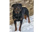 Adopt Chuey a Brown/Chocolate Rottweiler / Mixed dog in Lansing, MI (41353053)