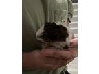 Adopt BUTTERFLY a Guinea Pig small animal in Tucson, AZ (41353043)