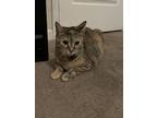 Adopt Sami a Spotted Tabby/Leopard Spotted American Shorthair / Mixed (short