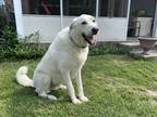 Adopt Bailey a White Akbash / Mixed dog in Marrero, LA (41353033)