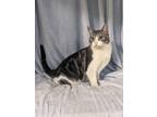 Adopt Timmy a Gray or Blue Domestic Shorthair / Domestic Shorthair / Mixed cat