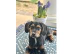 Adopt Lavender a Black - with Tan, Yellow or Fawn Black and Tan Coonhound /