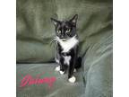 Adopt Quinny a All Black Domestic Shorthair / Domestic Shorthair / Mixed cat in
