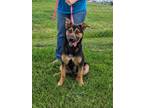 Adopt Bidy a Black German Shepherd Dog / Australian Cattle Dog / Mixed dog in