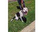 Adopt Salami a White American Pit Bull Terrier / Mixed dog in Cleburne
