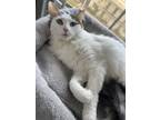 Adopt Lucy a White (Mostly) Domestic Longhair / Mixed (medium coat) cat in Miami
