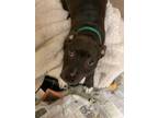 Adopt Osiris a Black American Pit Bull Terrier / Mixed dog in Newport News