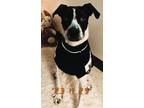 Adopt Nico a Black Mixed Breed (Small) / Mixed Breed (Medium) / Mixed (short