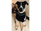 Adopt Nico a Black Mixed Breed (Large) / Mixed dog in Fairfax, VA (41352916)