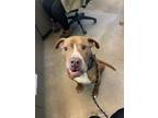 Adopt Reno a Tan/Yellow/Fawn Boxer / Mixed dog in Fallston, MD (41352847)