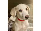 Adopt Maggie a White Labrador Retriever / Great Pyrenees / Mixed dog in Houston
