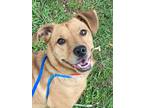 Adopt Teddy *SN*VIP* a Tan/Yellow/Fawn Dachshund / Basset Hound / Mixed dog in