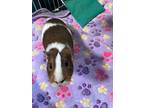 Adopt Coco a Blonde Guinea Pig / Guinea Pig / Mixed (short coat) small animal in