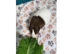 Adopt Latte a Brown or Chocolate Guinea Pig / Guinea Pig / Mixed small animal in