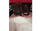 Adopt Port Old Forge 4 a Gray or Blue Domestic Shorthair / Domestic Shorthair /