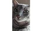 Adopt Pepe a Gray or Blue Domestic Shorthair / Mixed (short coat) cat in San