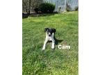 Adopt Cam a White - with Black Border Collie / Labrador Retriever / Mixed dog in