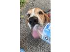 Adopt Mojo a Tricolor (Tan/Brown & Black & White) Basset Hound / Mixed dog in