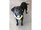 Adopt Tank a Black Labrador Retriever / Hound (Unknown Type) / Mixed dog in