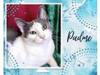 Adopt Padme a Gray or Blue (Mostly) Domestic Shorthair / Mixed cat in Hamilton