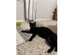 Adopt Momma a All Black Domestic Shorthair / Mixed (short coat) cat in Fort