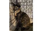Adopt Scovilla a Tortoiseshell Domestic Shorthair / Mixed (short coat) cat in