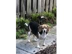 Adopt Gracie a Black - with White Beagle / Mixed dog in Huntersville