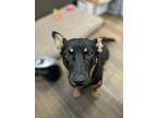 Adopt Huckleberry a Black Corgi / Mixed dog in Cashiers, NC (41352193)