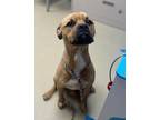 Adopt Gaston a Brown/Chocolate Boxer / Mixed dog in Sullivan, IN (41007618)