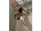 Adopt Givens a White Treeing Walker Coonhound / Mixed Breed (Medium) / Mixed