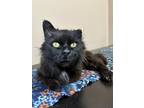 Adopt Cole a All Black Domestic Longhair / Domestic Shorthair / Mixed cat in