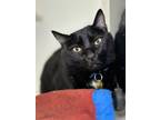 Adopt Negan a All Black Domestic Shorthair / Domestic Shorthair / Mixed cat in