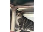 Adopt Sissy a White Domestic Shorthair / Domestic Shorthair / Mixed cat in
