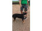 Adopt F24 FC 279 Zoe a Black Australian Cattle Dog / Shepherd (Unknown Type) /