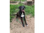 Adopt Eugene a Black Labrador Retriever / Mixed dog in Cleburne, TX (41352707)