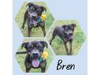 Adopt Bren a Black Hound (Unknown Type) / Mixed dog in Lancaster, SC (41180116)