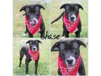 Adopt Chase a Black Golden Retriever / Mixed Breed (Medium) / Mixed (short coat)