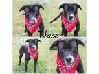 Adopt Chase a Black Retriever (Unknown Type) / Mixed dog in Lancaster