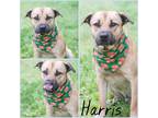 Adopt Harris a Tan/Yellow/Fawn Shepherd (Unknown Type) / Mixed dog in Lancaster