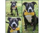 Adopt Skunky a Black American Pit Bull Terrier / Mixed dog in Lancaster
