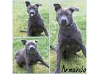 Adopt Armando a Gray/Blue/Silver/Salt & Pepper American Pit Bull Terrier / Mixed
