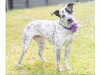 Adopt Riggins a Black Australian Cattle Dog / Mixed dog in Lancaster