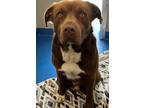 Adopt Harry Pawter a Brown/Chocolate American Pit Bull Terrier / Mixed Breed