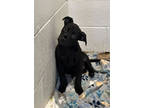 Adopt Jam a Black Terrier (Unknown Type, Small) / Mixed dog in Paducah