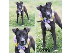 Adopt Sunni a Black American Pit Bull Terrier / Mixed dog in Lancaster