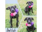 Adopt Delilah a Black Retriever (Unknown Type) / Mixed dog in Lancaster