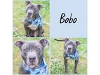 Adopt Bobo a Gray/Blue/Silver/Salt & Pepper American Pit Bull Terrier / Mixed
