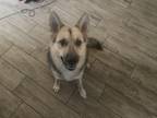 Adopt Nova a White - with Gray or Silver Shepsky / Mixed dog in Edinburg