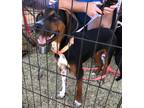 Adopt Georgia a Tricolor (Tan/Brown & Black & White) Black and Tan Coonhound /